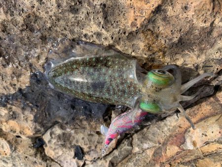 今シーズン初のアオリイカ