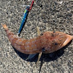 初ドラゴン！！