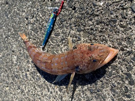 初ドラゴン！！