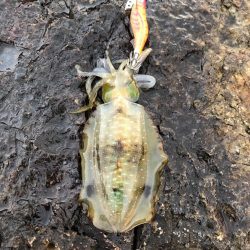 2020 佐渡ヶ島エギング 9回目