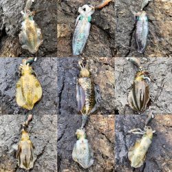 2020 佐渡ヶ島エギング 8回目