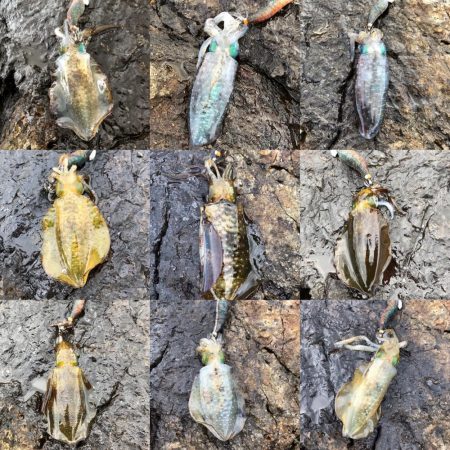 2020 佐渡ヶ島エギング 8回目