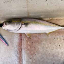 太刀魚まあまあハマチ何処へ