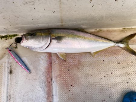太刀魚まあまあハマチ何処へ