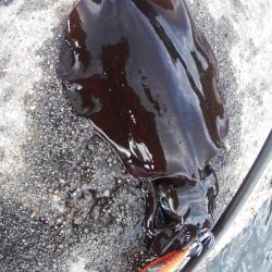 朝まずめ2時間勝負？