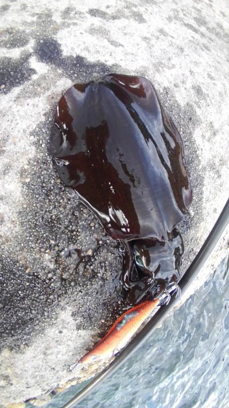 朝まずめ2時間勝負？