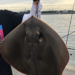 アジは好調エイ地獄