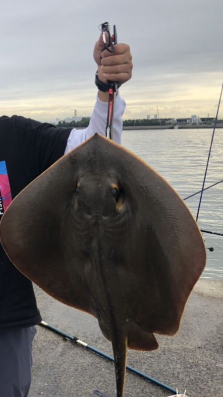 アジは好調エイ地獄