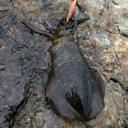 2020 佐渡ヶ島エギング 5回目