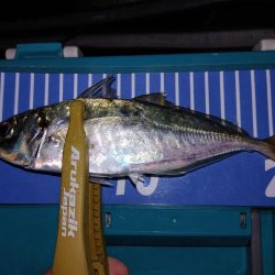 ワインドのちアジング