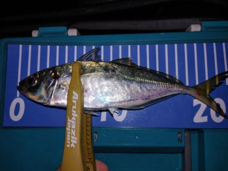 ワインドのちアジング