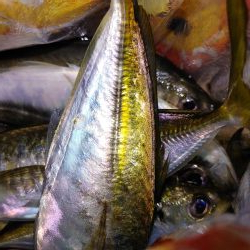 アジング自己最多