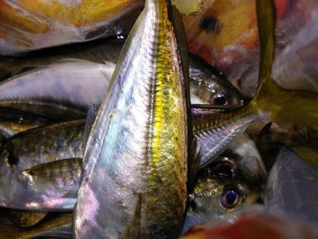 アジング自己最多