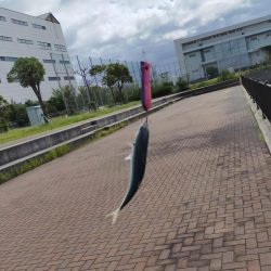 今日もトップでサバ