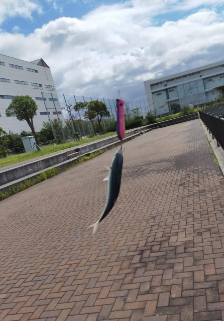 今日もトップでサバ