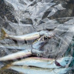 早く大きくな～れ！