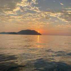 イカよりカマスが成長中！！