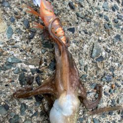 連休明けのアオリは・・・