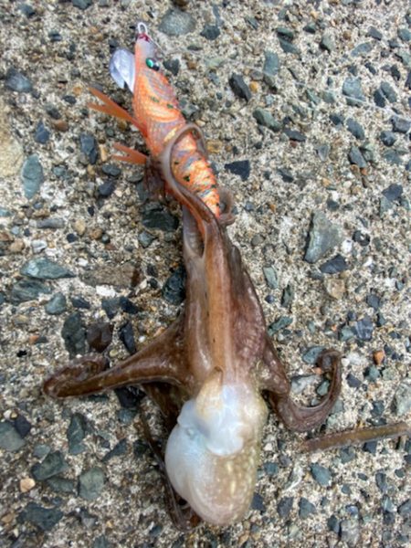 連休明けのアオリは・・・