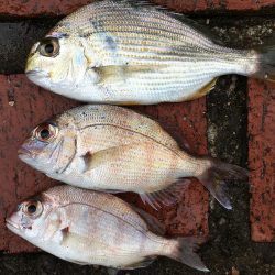 アジ、ヘダイ、サヨリ、チャリコ