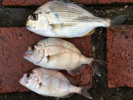 アジ、ヘダイ、サヨリ、チャリコ