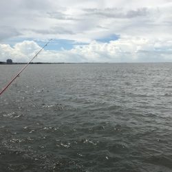 ゼンメ、アナゴ