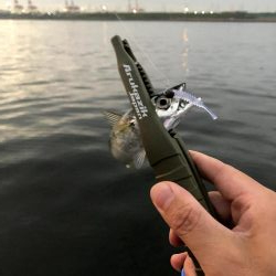 早朝サバングin大阪舞洲12