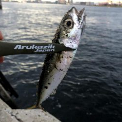 早朝アジングin大阪舞洲13