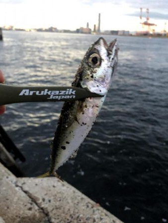 早朝アジングin大阪舞洲13