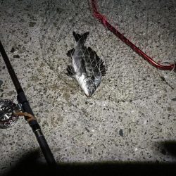 (2020/09/01 南港ヘチ釣り キビレチヌ 45cm~ 真チヌ 釣果有り)