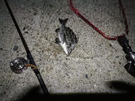 (2020/09/01 南港ヘチ釣り キビレチヌ 45cm~ 真チヌ 釣果有り)