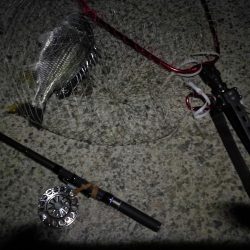 （2020/09/03 南港ヘチ釣り　 真チヌ 41㎝ キビレチヌ 37cm～釣果有り）