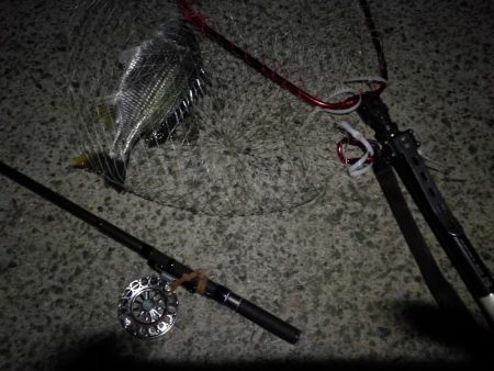 （2020/09/03 南港ヘチ釣り　 真チヌ 41㎝ キビレチヌ 37cm～釣果有り）