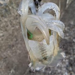 爆風の中新子調査