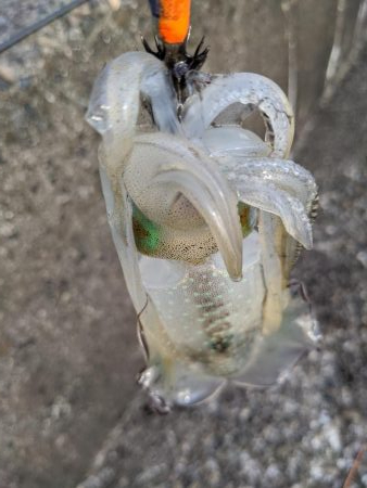 爆風の中新子調査