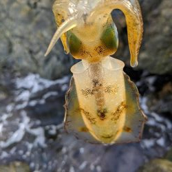 少し成長したかな