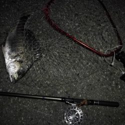 (2020/09/09 南港ヘチ釣り 真チヌ 49㎝ キビレチヌ 40cm~ ガシラ 釣果有り)