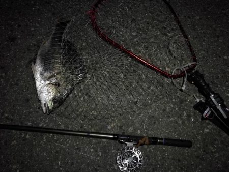 (2020/09/09 南港ヘチ釣り 真チヌ 49㎝ キビレチヌ 40cm~ ガシラ 釣果有り)