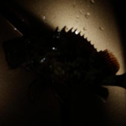 涼しくなったので