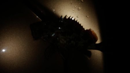 涼しくなったので