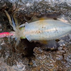 少しサイズアップ