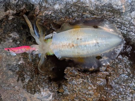 少しサイズアップ