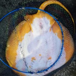 夕マズメの南港ショアジギング