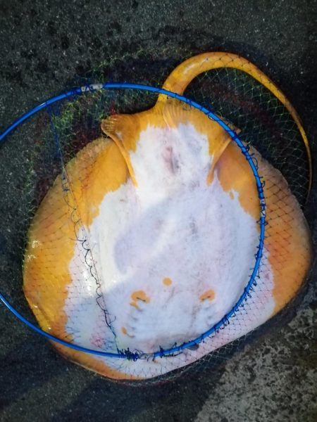 夕マズメの南港ショアジギング