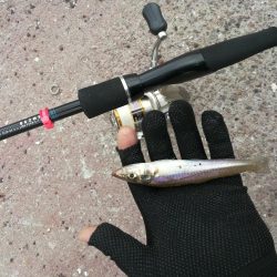 （2020/09/19 泉南ちょい投げ釣り　 キス、ハゼ、ベラ、ワタリガニ 釣果有り）