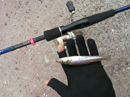 （2020/09/19 泉南ちょい投げ釣り　 キス、ハゼ、ベラ、ワタリガニ 釣果有り）