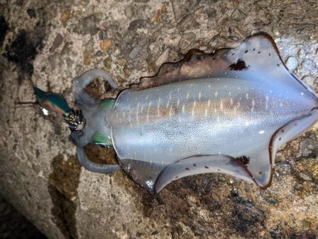 サイズアップならず