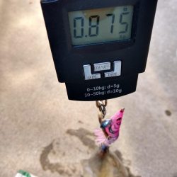 まだいた親イカ