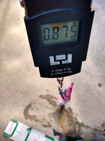 まだいた親イカ