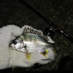 (2020/09/22 南港ヘチ釣り 真チヌ キビレチヌ ガシラ 釣果有り)